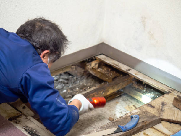 Best Residential Mold Removal  in Chase, PA