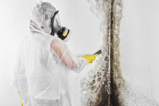 Best Mold Testing  in Chase, PA