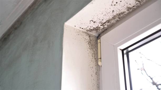 Best Attic Mold Removal  in Chase, PA
