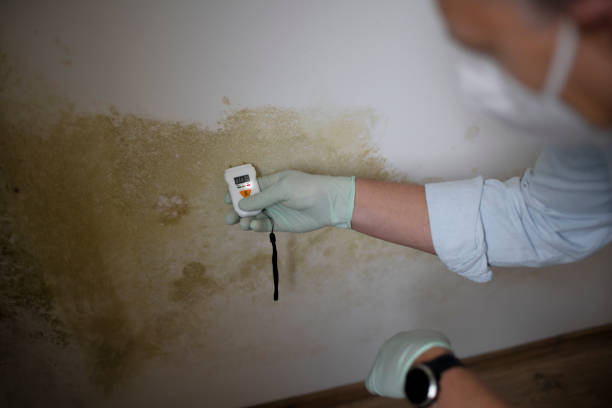 Best Emergency Mold Removal  in Chase, PA