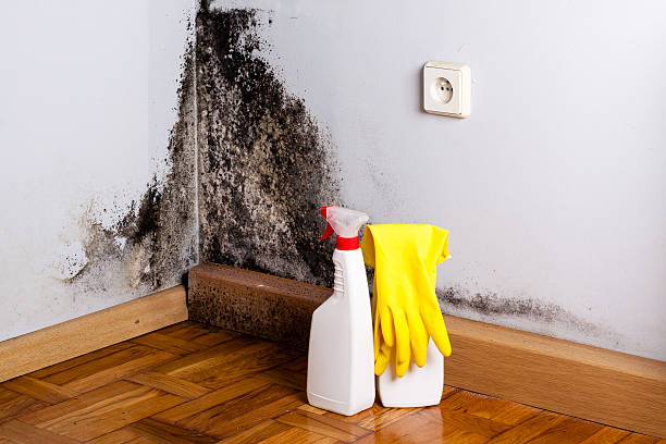 Best Office Mold Removal Services  in Chase, PA