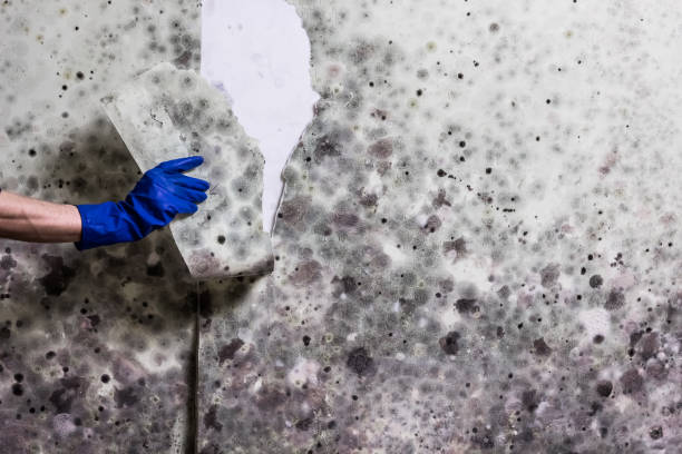 Best Mold Removal Specialists  in Chase, PA
