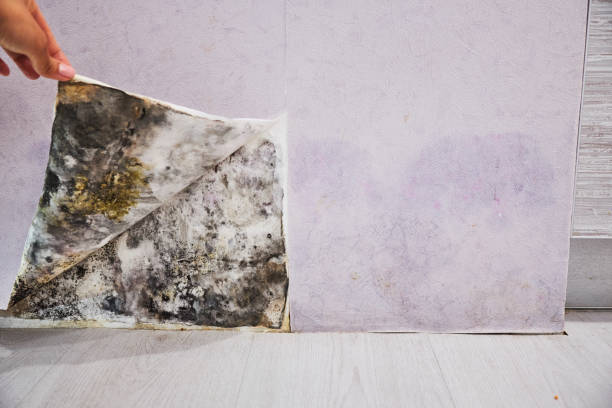 Best Certified Mold Removal  in Chase, PA